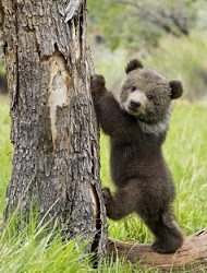 bear-it